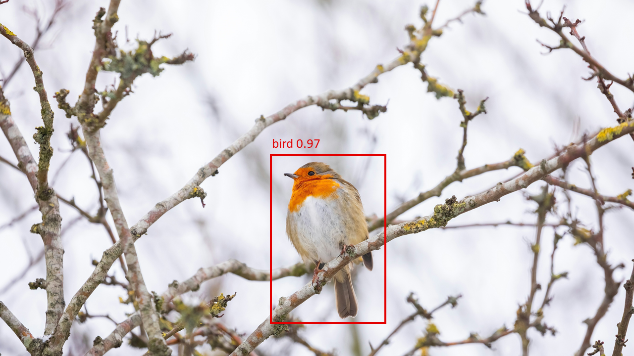 Bird in Tree Detector