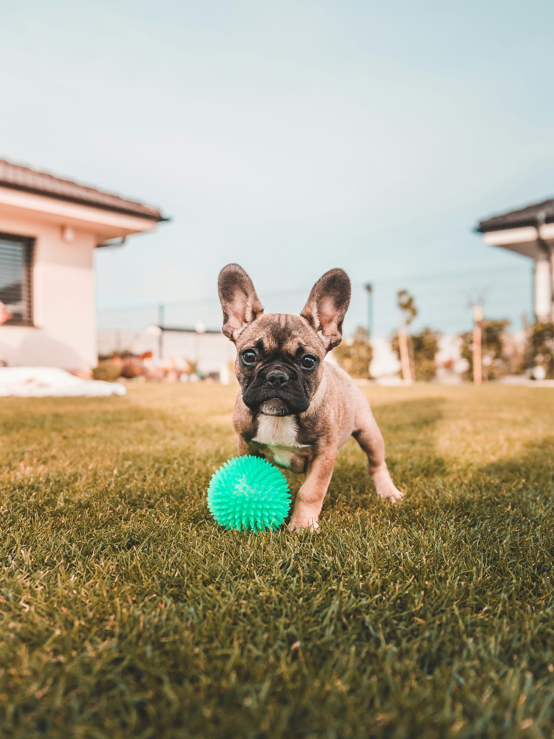 Frenchie in garden